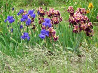 /album/galerie-de-photos-floraisons/jardin-2014-215-comp-jpg/